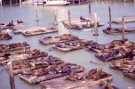 PICTURES/San Francisco Bay Area and Alcatraz/t_Seals on pier1.jpg